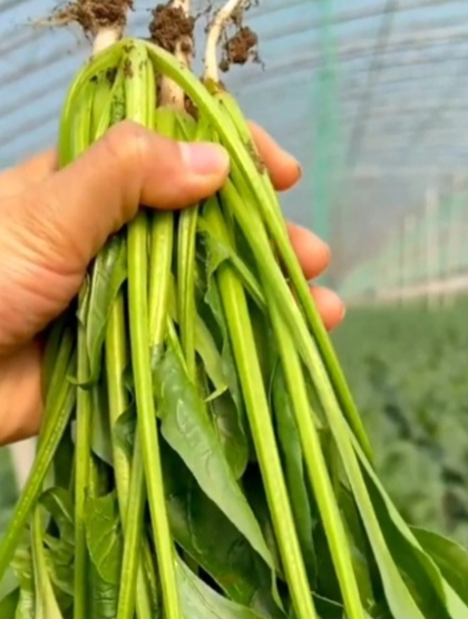 种一次可多茬采收的“大叶菠菜”,温度合适不到一个月就能采收!