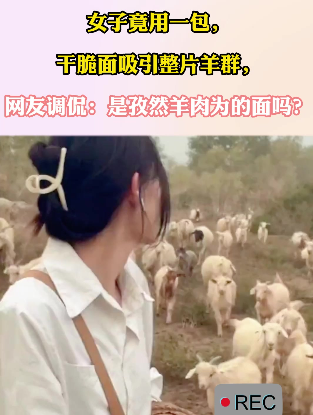 女子竟用一包,干脆面吸引整片羊群,网友:是孜然羊肉味的面吗?