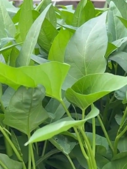 种植大叶空心菜水肥很重要,聪明农户这样种,生长速度快收获高产!