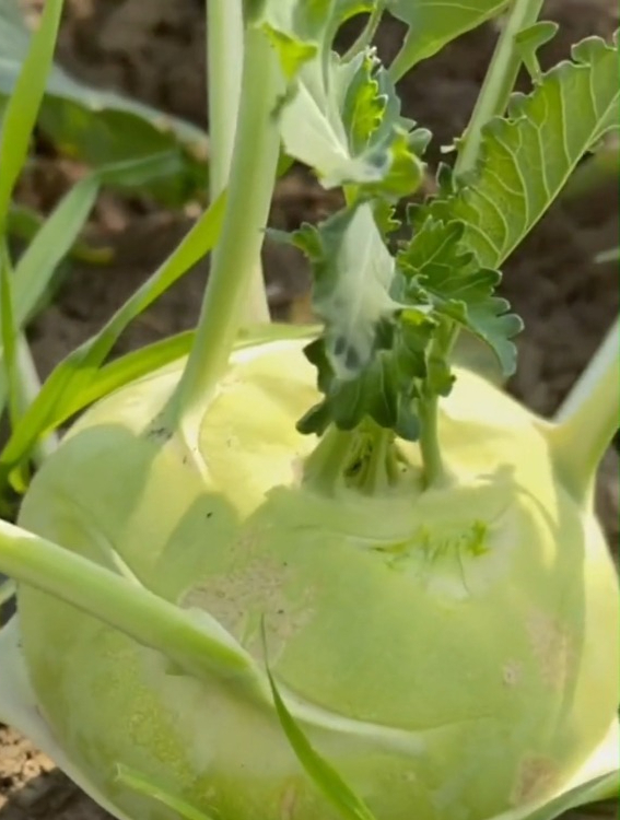 长得像颗球的蔬菜,营养丰富,吃法多样,大部分人还没吃过!