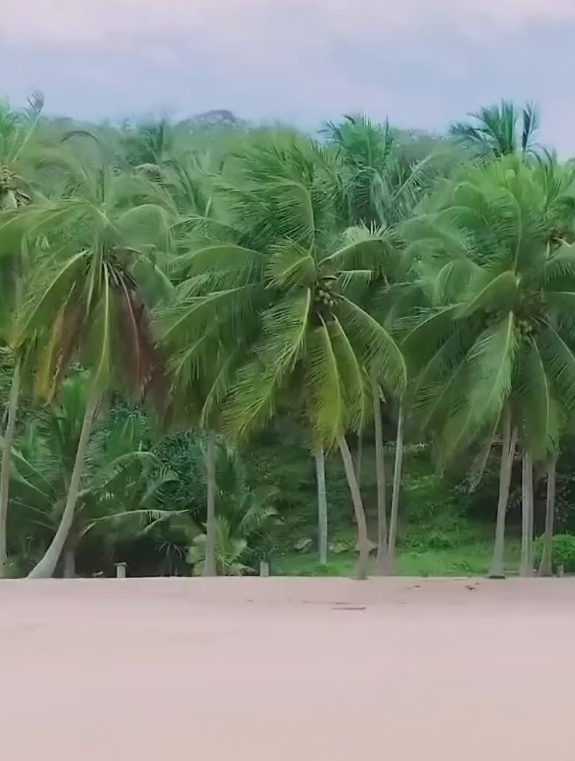 椰子还能这样用沉浸式观看
