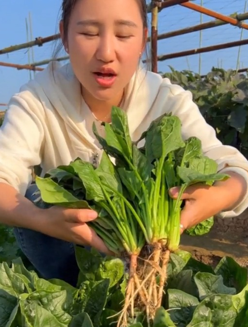 高产又不挑环境的“大叶菠菜”,只要零度以上就能正常生长!