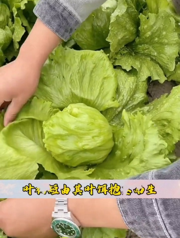 1种生菜,清甜多汁,生吃不苦还带甜,它就是结球生菜!