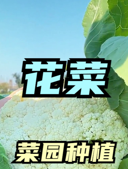 花菜花球不足、发黄?“施肥和管理”要到位,来年采收2000亩!