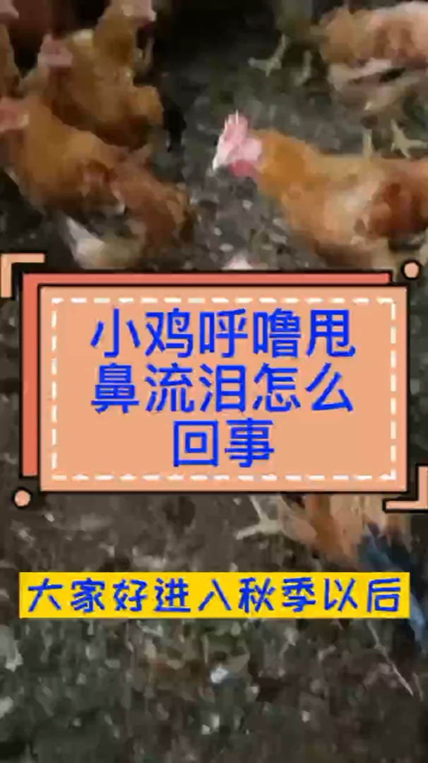 鸡咳嗽眼睛肿怎么回事 鸡呼噜咳嗽是什么原因 小鸡打呼噜怎么办 小鸡咳嗽是什么原因