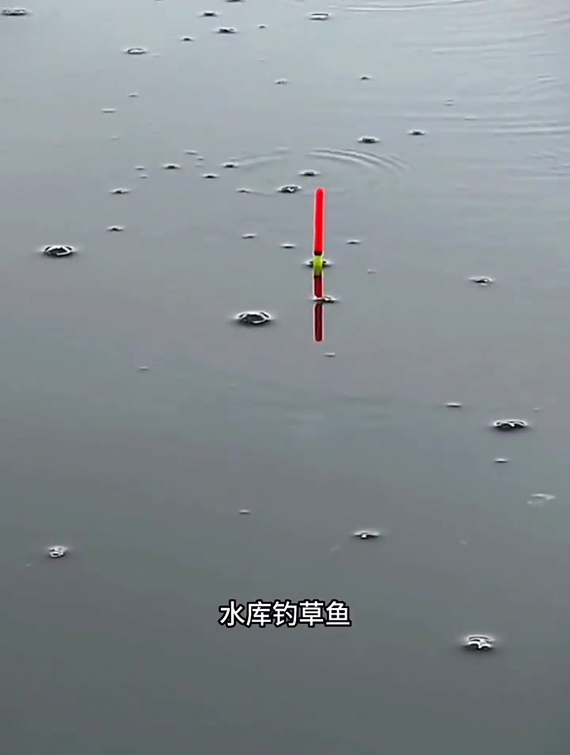水库钓草鱼的秘密饵料你知道吗?