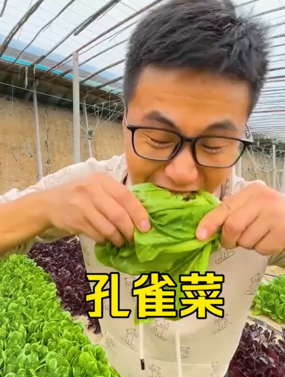 看着就有食欲的孔雀菜,重要的是吃了这个蔬菜,别的都不想种了!