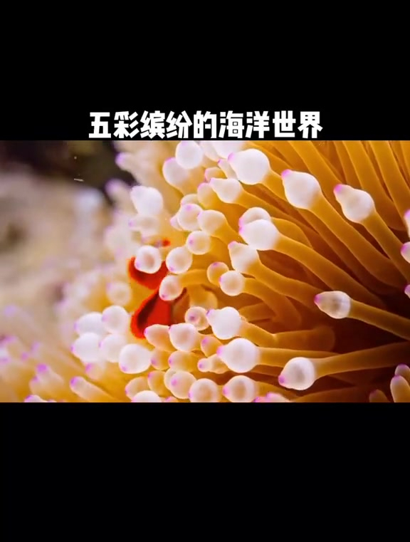 五彩缤纷的鱼和深蓝的大海最般配了