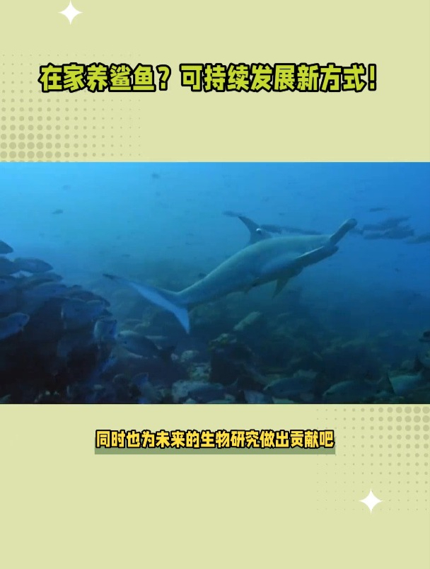 家里可以养鲨鱼吗