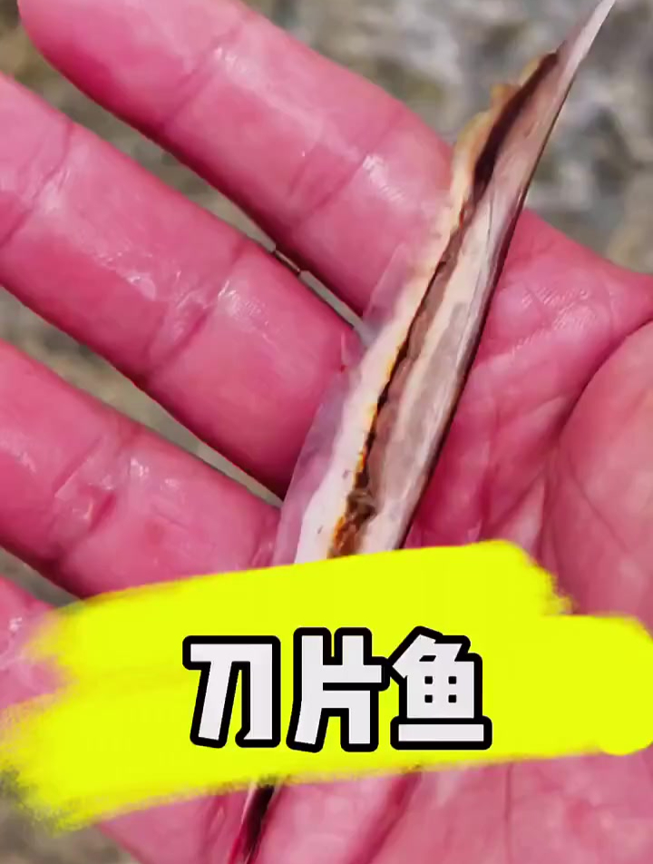 鲨鱼池进行大改造了,刀片鱼