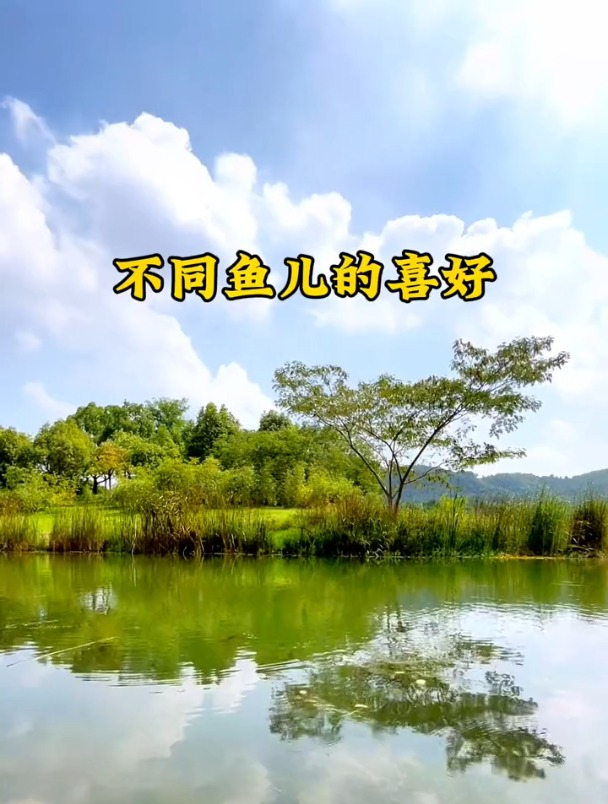 鱼儿最喜欢吃什么?除了玉米还有这些东西!