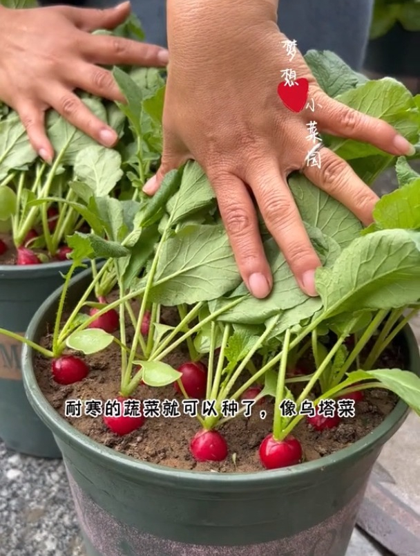 适合种哪些蔬菜品种