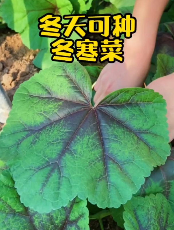 被誉为“百菜之王”冬寒菜,老农教你一招,多到吃不完!