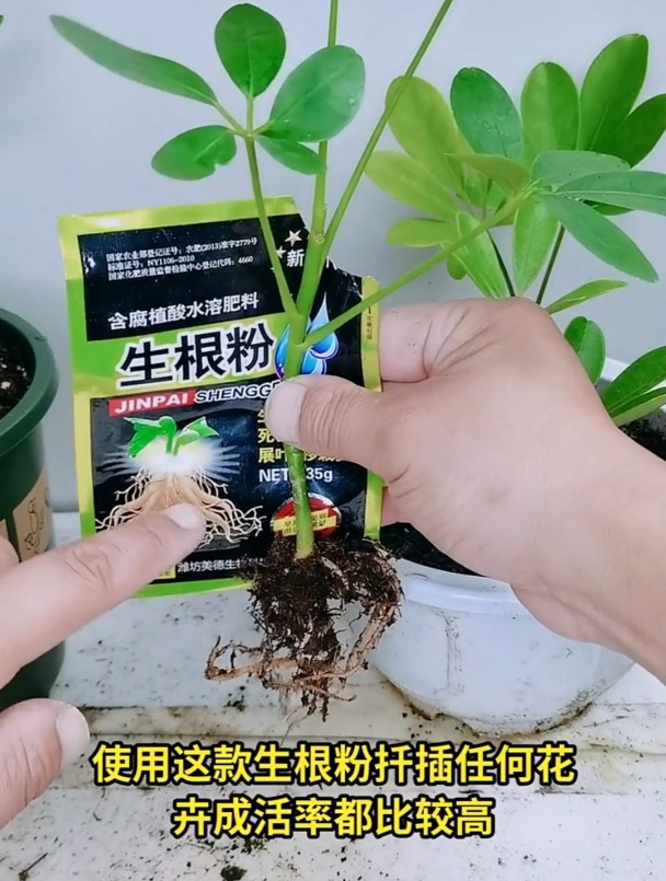 鸭脚木扦插非常简单,最适合的季节是春秋两季