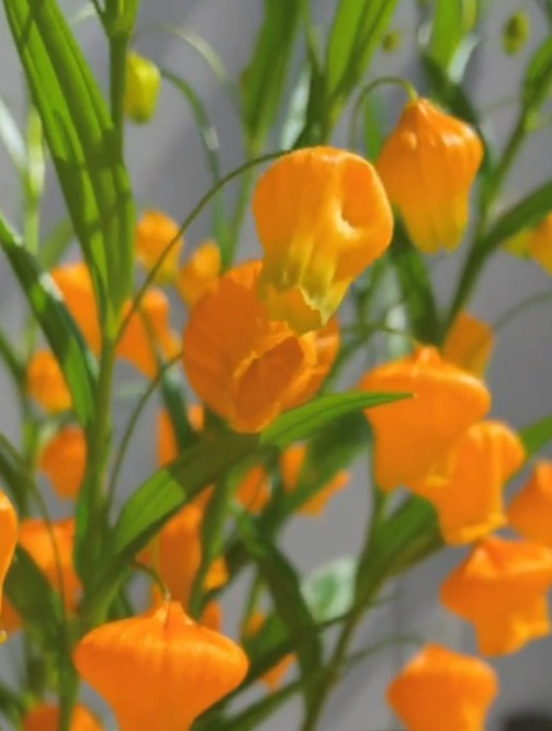 每朵花都像小灯笼一样的“宫灯百合”,素有花中爱马仕之称!