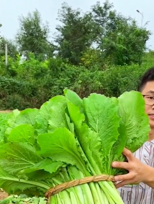 从种到收19天,这么快采收的菜你见过吗?脆爽香甜,你也种一棵吧