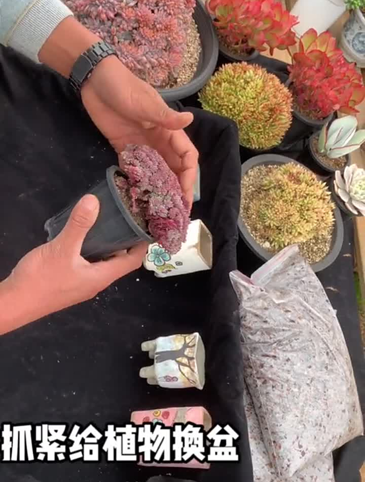 种植第一集!多肉多肉植物