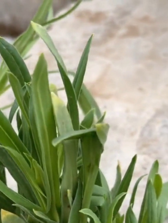 叶子细长像面条的蔬菜,适应能力非常强,种几棵全家都吃不完!