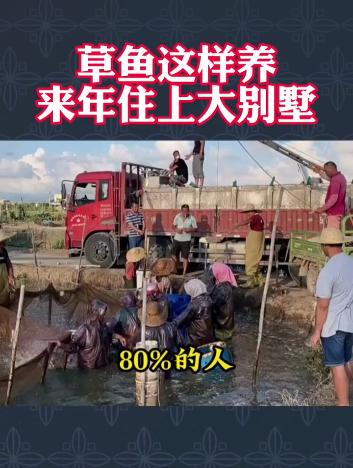 草鱼你会养吗?分享水产养殖技术