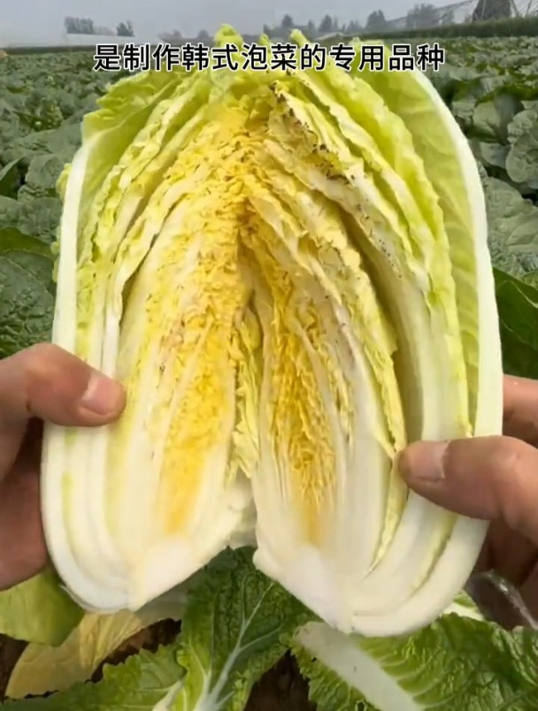 白菜快播种了,你准备选用什么品种?是育苗移栽还是直播