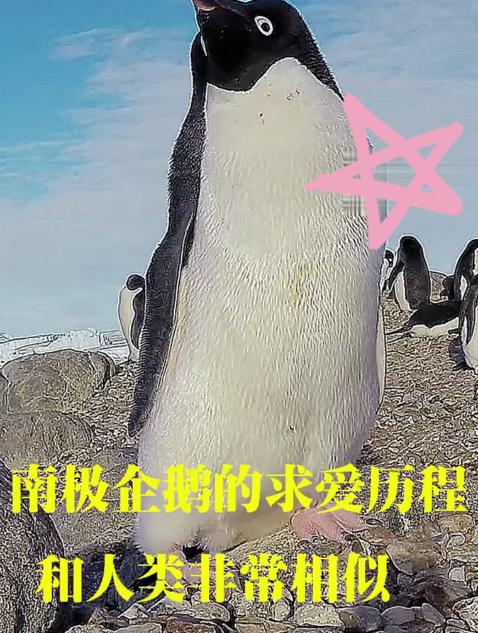 动物世界解说:企鹅界都要求先有房再结婚了,太卷了!