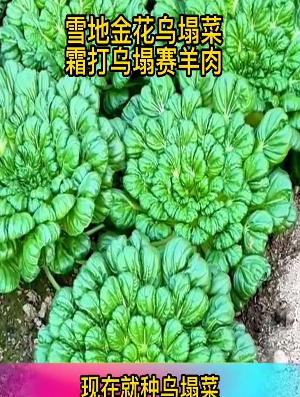 现在种上乌塌菜,整个冬天都有新鲜的蔬菜吃