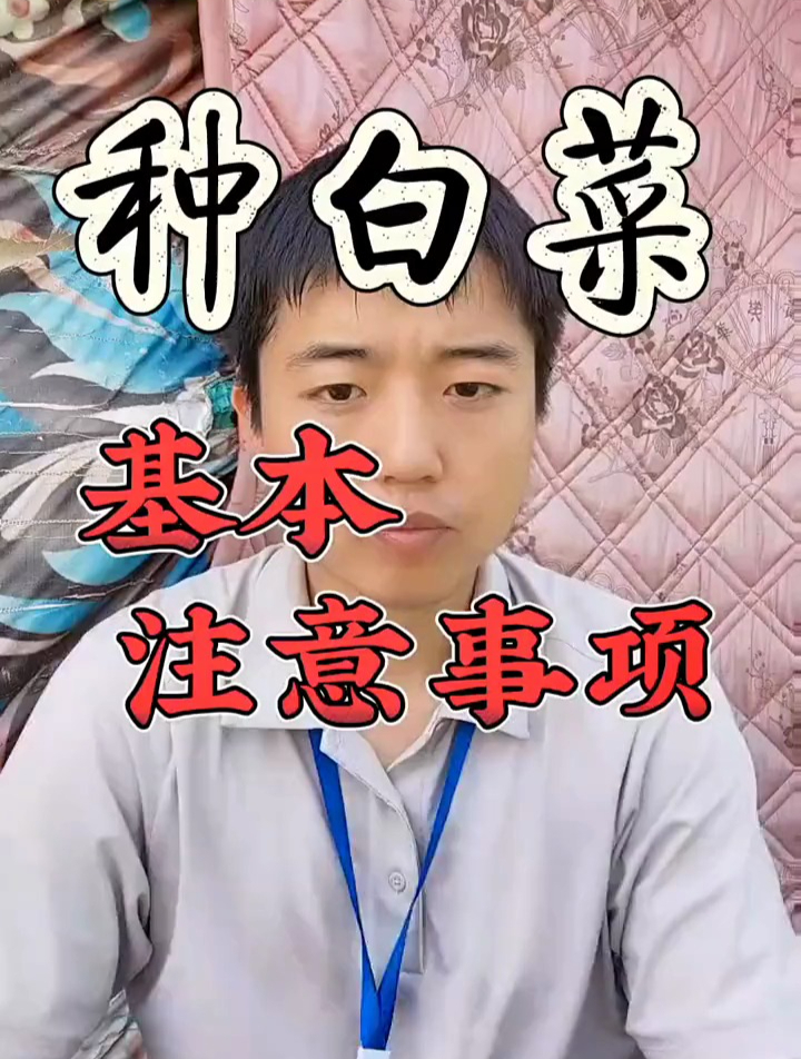 白菜种植技巧,种白菜基本注意事项