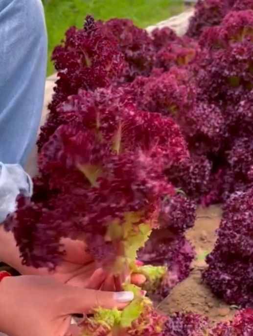 蔬菜界的“小王子”紫叶生菜,富含满满花青素,可以循环不断生长