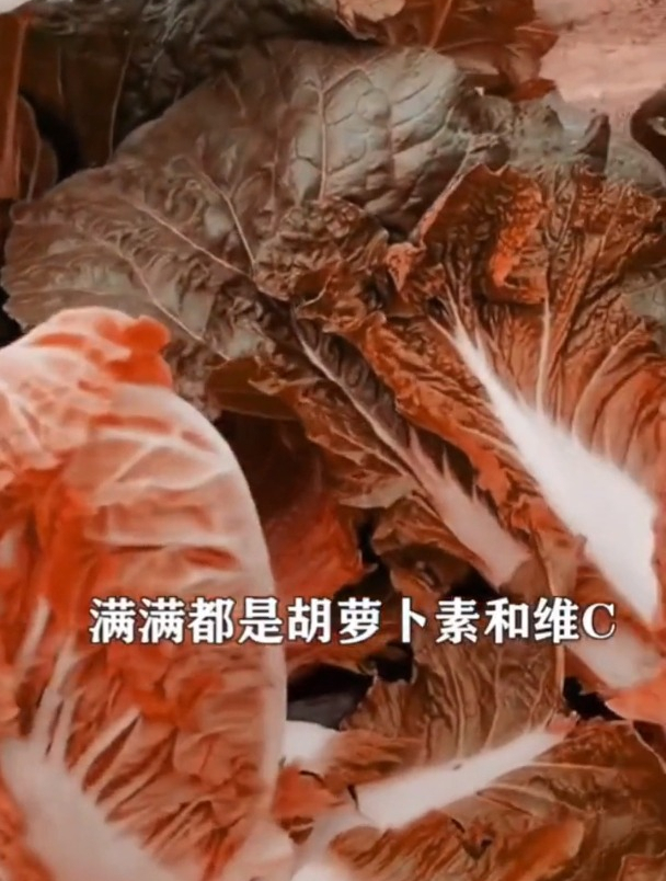 红色大白菜你见过吗?看看菜农“种植”的,不仅能吃收益可观!