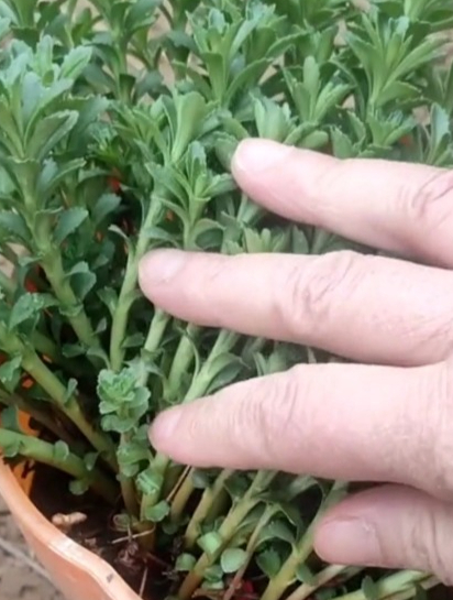 种植养心菜有技巧,掌握科学种植管理方法,产量高品质好!