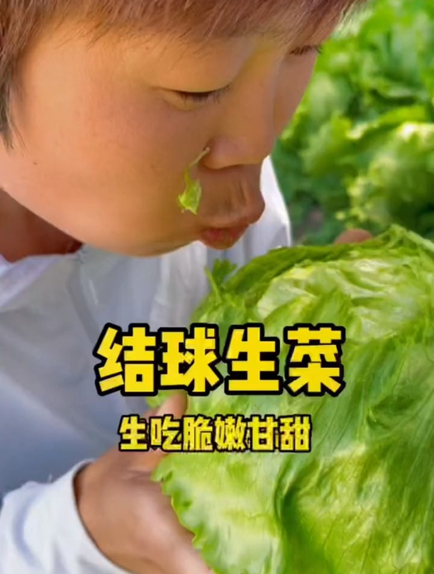 结球生菜种植有“绝招”,学会了,一颗照样能结一大筐!
