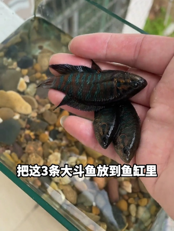 12只龙虾离奇失踪，改造老鱼缸养国斗鳑鲏