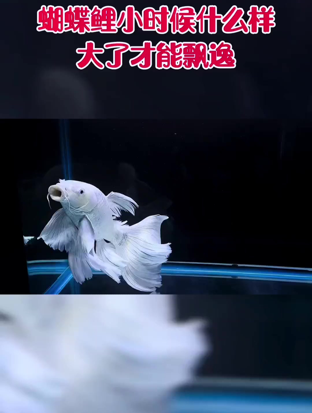 翻老照片,给大家看看蝴蝶鲤的大小对比