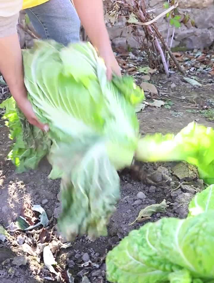 辣白菜的做法有很多,今天教大家另外一种制作方法