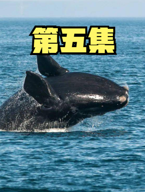 浙江海滩发现抹香鲸,体长20米重达80吨,专家决定打点滴救助5