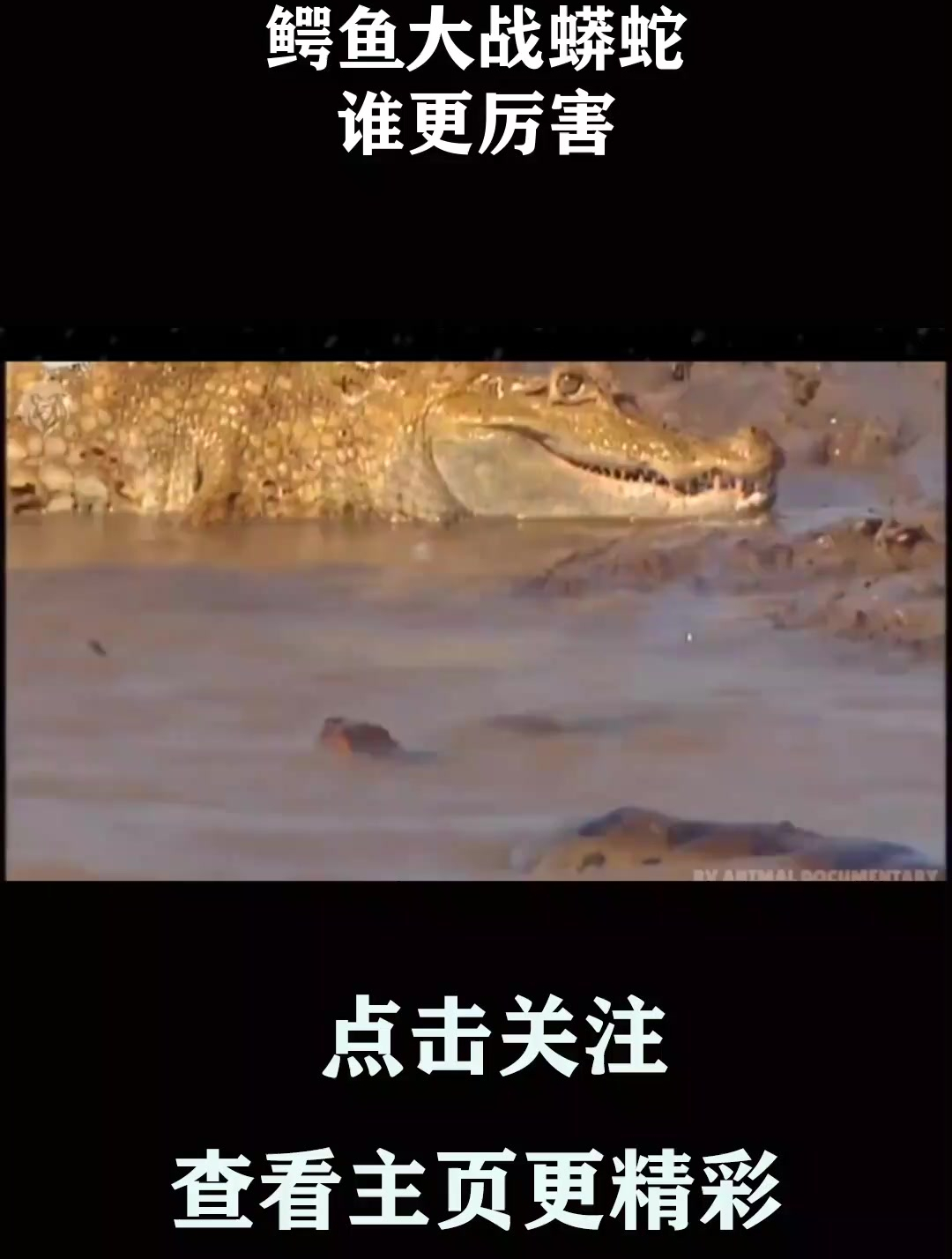 鳄鱼大战蟒蛇,谁更厉害?