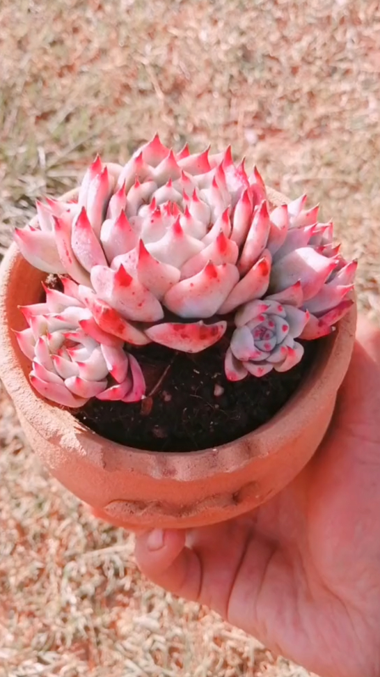状态水蜜桃 多肉种植基地