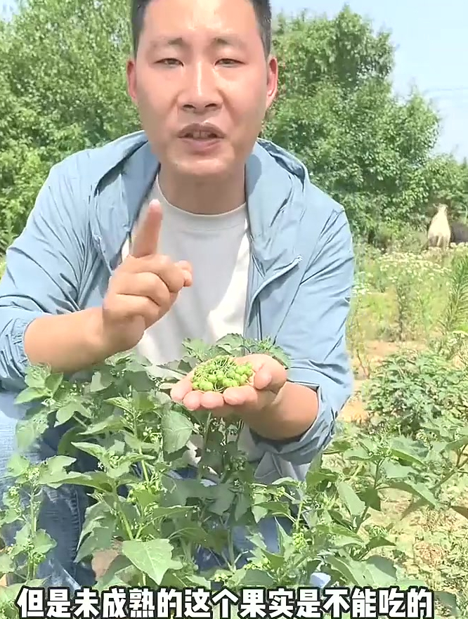 龙葵也叫黑天天、野茄子、野辣椒,它是茄科茄属一年生草本植物