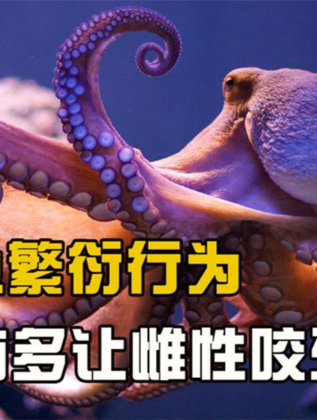 章鱼的迷惑行为,靠挖鼻孔让雌章鱼怀孕,动物繁衍后代有多艰难?