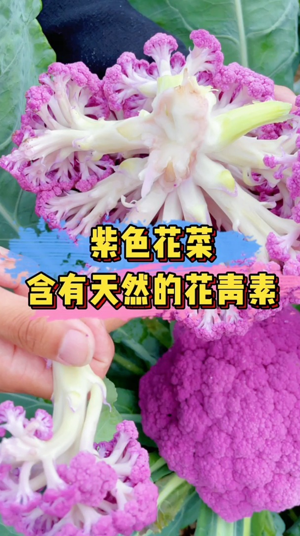 大自然的馈赠,生出来就是紫色的花菜种植简单,你吃过吗?