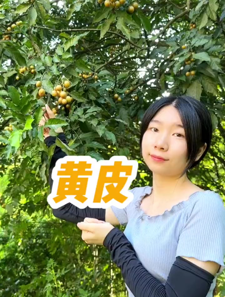 黄皮熟了,一种神奇的水果,可生食可做菜,北方的小伙伴就少见了