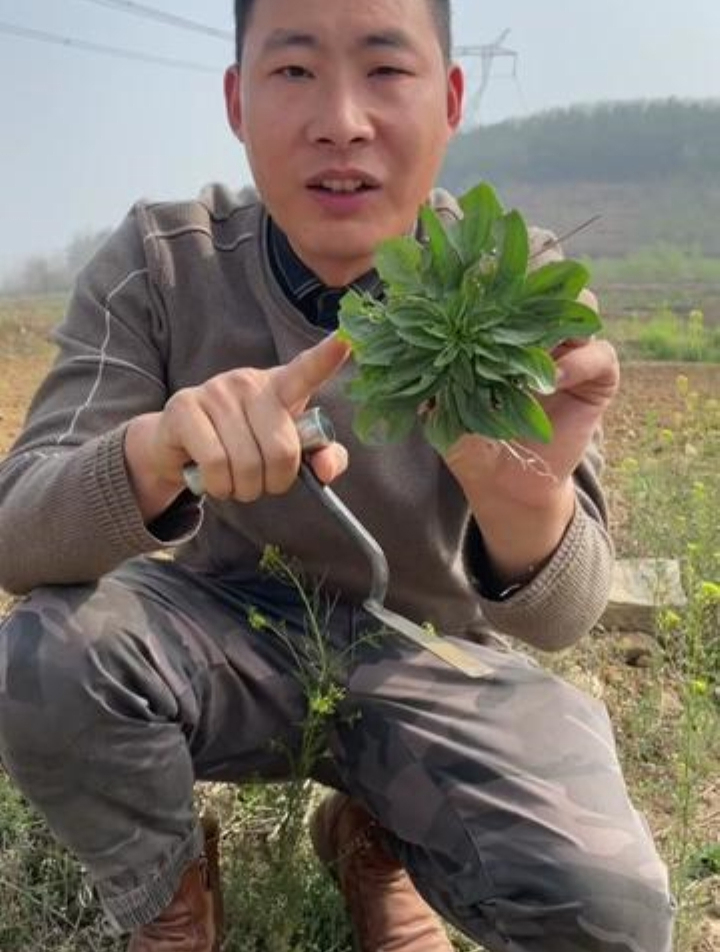 1荠菜2小根蒜3马齿苋4灰灰菜5猪毛菜6铁苋菜 这样野菜