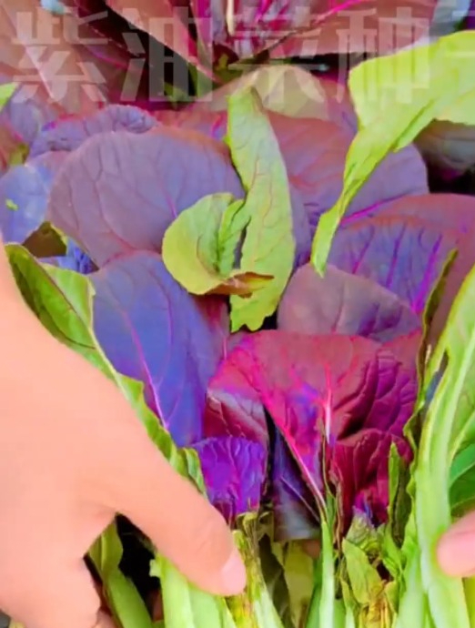 天热也能种的一款“紫色小油菜”,美味好吃没处挑!
