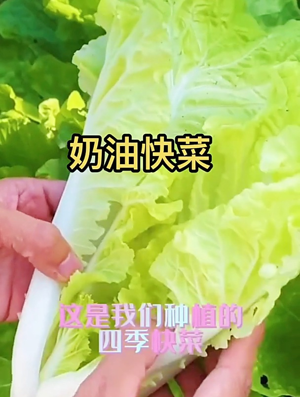 奶油快菜真的不到一个月就能收获?记得轮作倒茬,间苗后浇水