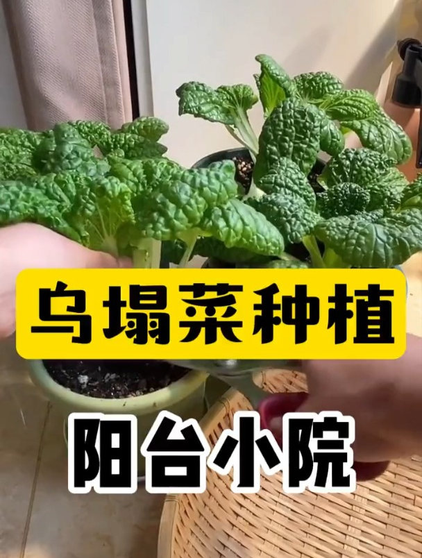 乌塌菜种植,技巧和方法!