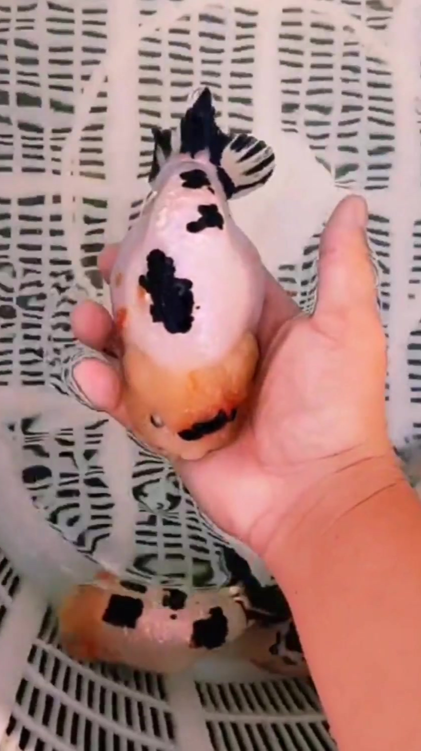 黑白花奶牛兰寿,小种鱼