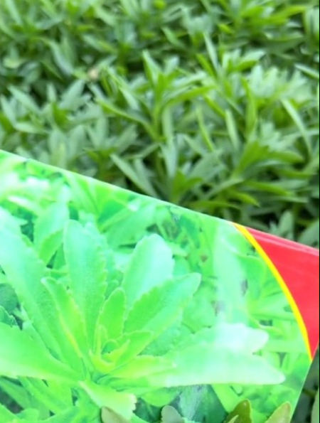 养心菜,是贫困时期人们的救命菜,遇到别忽视!
