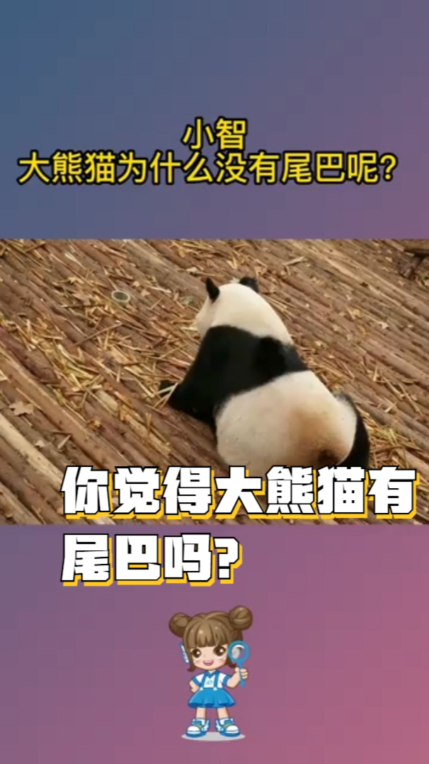 大多数人认为熊猫没有尾巴,你觉得呢?