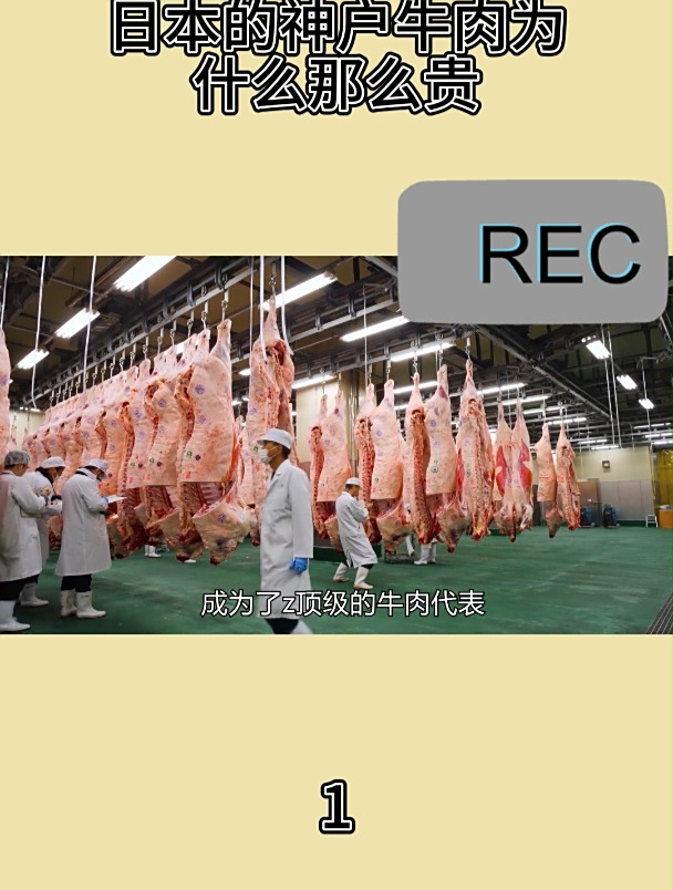 日本的神户牛肉为什么那么贵1