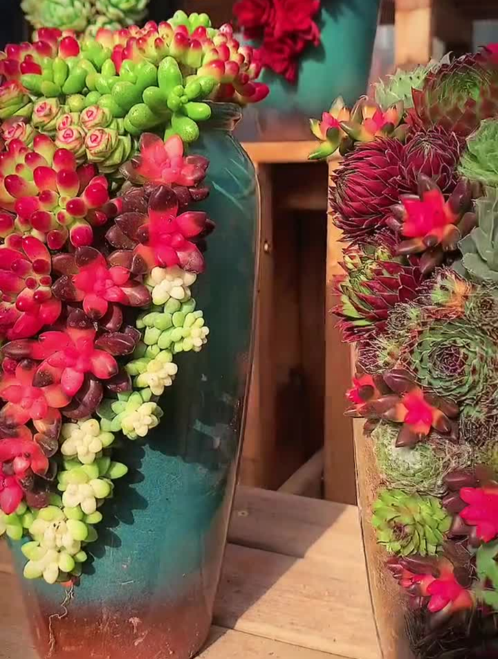 多肉。柚子奶奶老花匠欧阳